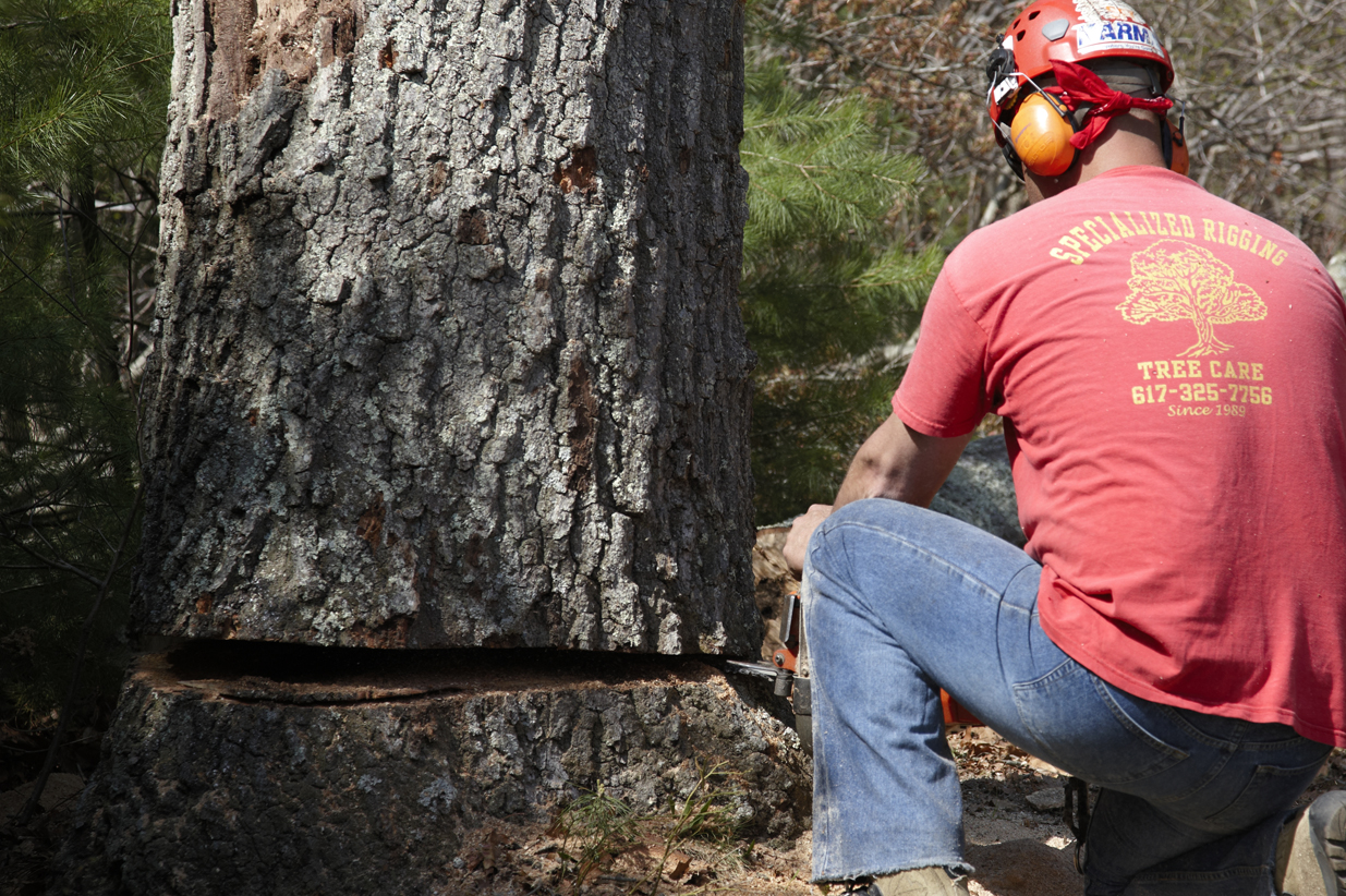 Arborist at work