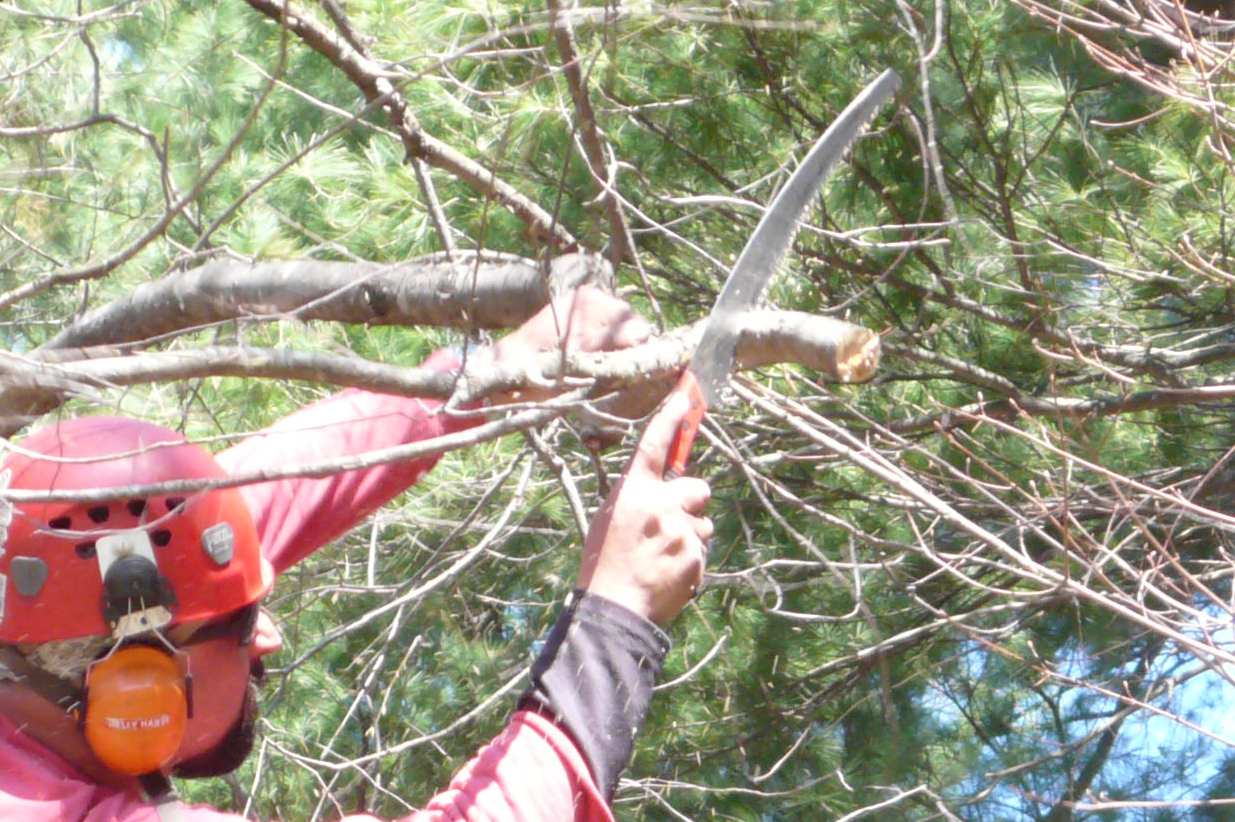 Tree maintenance