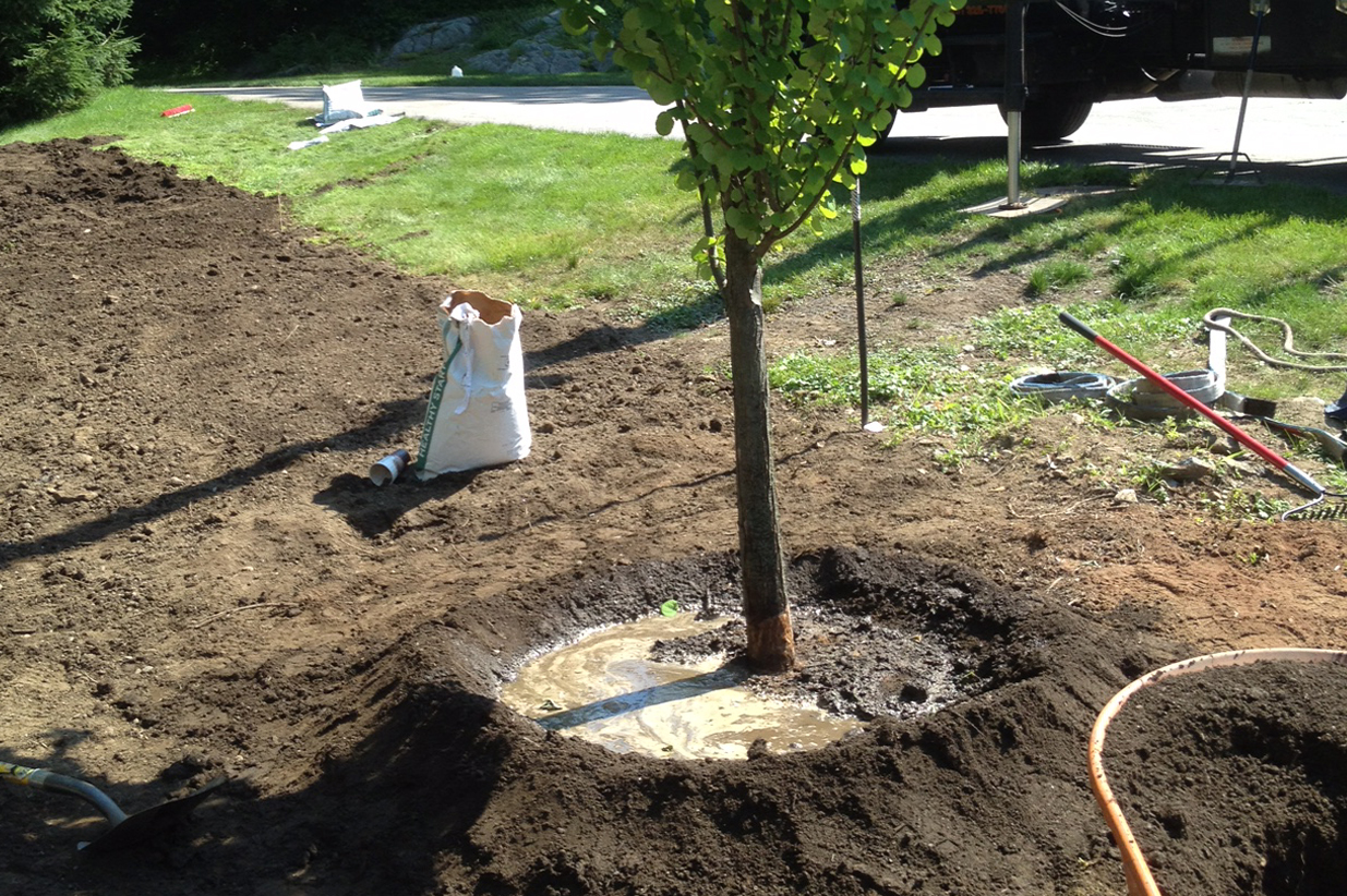 Tree planting