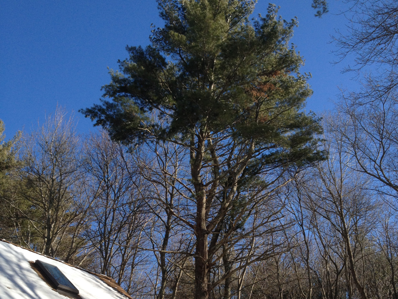 Tree climber