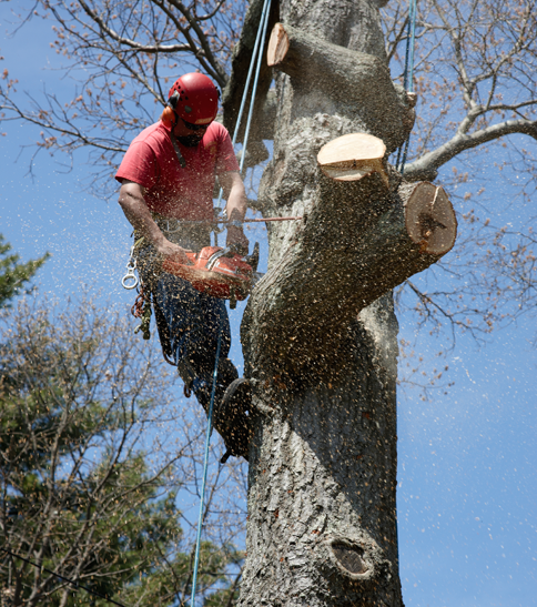 Tree work